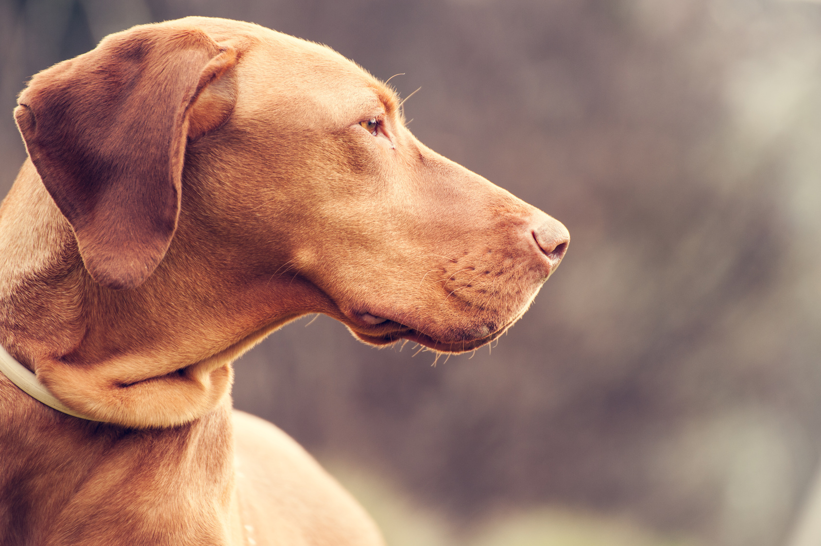 Magyar-Vizsla Personenspürhund, Mantrailing, Personensuche; Detektei Bonn, Detektiv Bonn, Detektivbüro Bonn